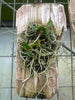 Pelatanthera insectifera
