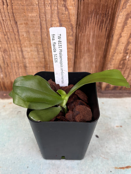 Phalaenopsis amboinensis var. flavida