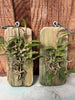 Bulbophyllum pardalotum