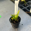 Bulbophyllum longissimum