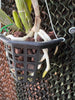 Rlc.Chief Queen Lighting