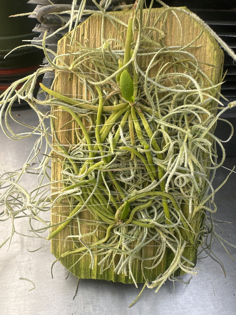 Chiloschista parishii (Taiwan)