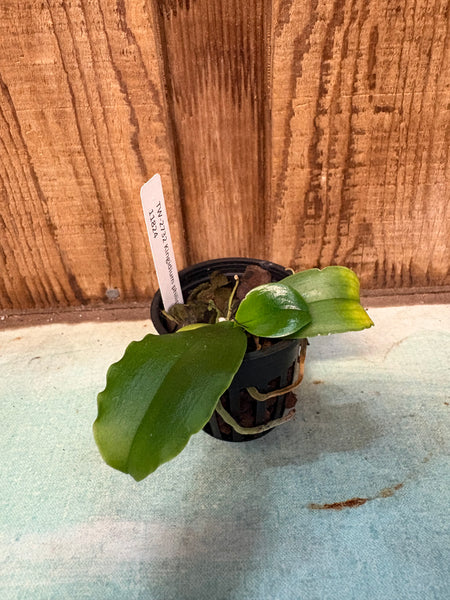 Kingidium philippinense
