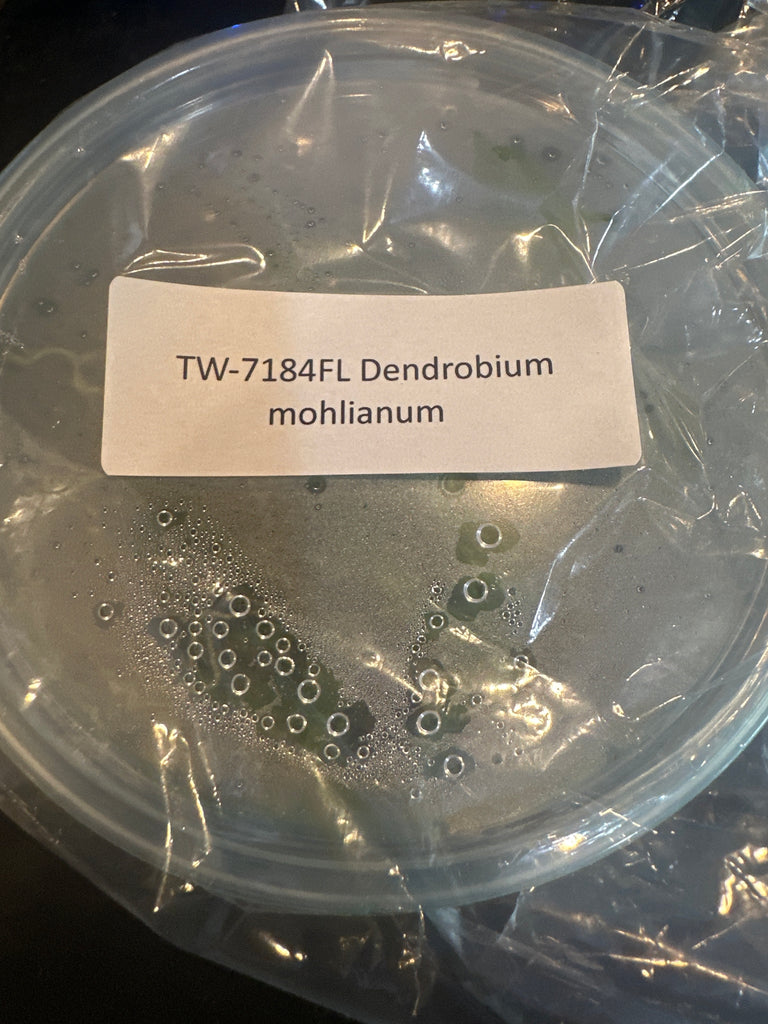 FLASK Dendrobium mohlianum