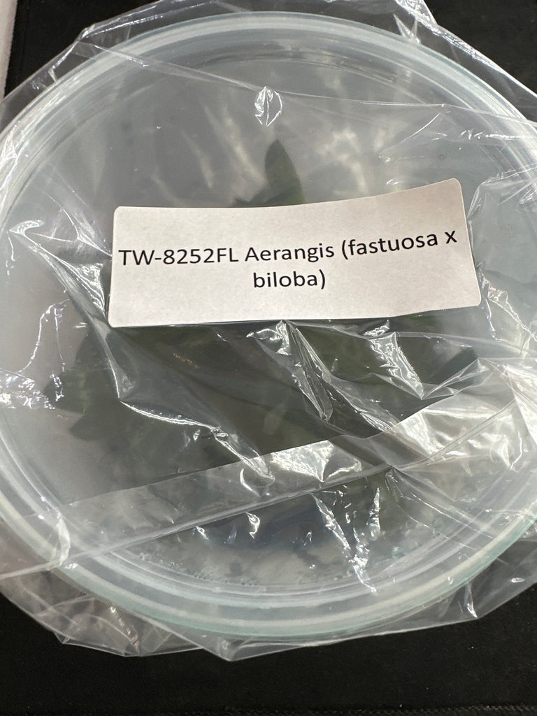 FLASK Aerangis (fastuosa x biloba)