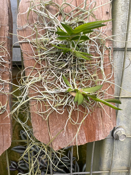 Tolumnia guianensis