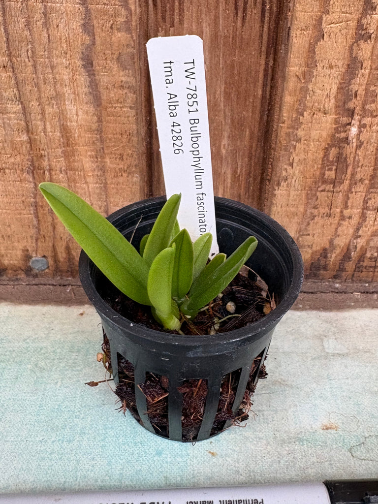 Bulbophyllum fascinator fma. aba