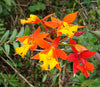 Flask Epidendrum  radicans
