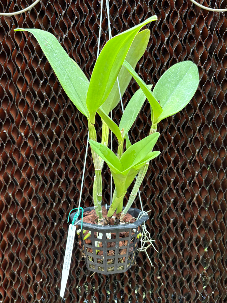 Ctt. Varut Startrack “Golden Tiger”