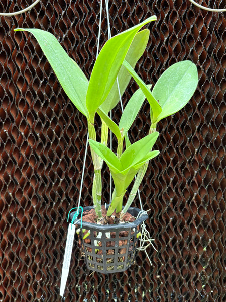 Ctt. Varut Startrack “Golden Tiger”