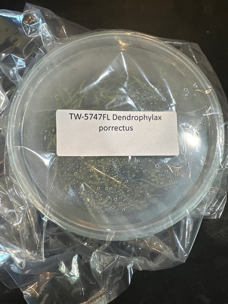 Flask Dendrophylax porrectus
