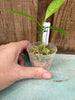 Hoya occultata (splash)
