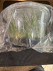 Flask Epidendrum  radicans