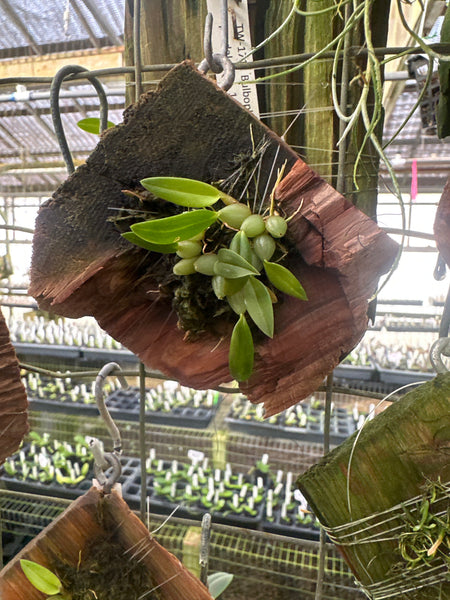 Bulbophyllum japrii mounted