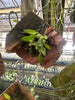Bulbophyllum japrii mounted