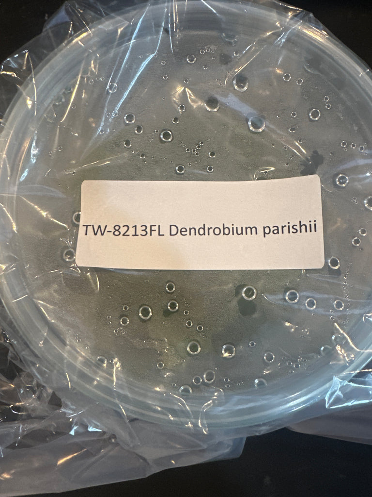 FLASK Dendrobium parishii