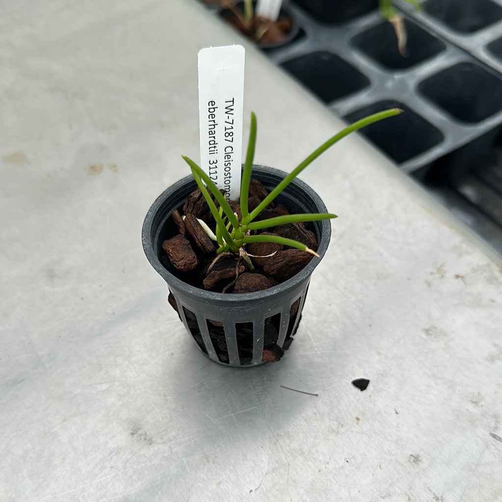 Cleisostomopsis eberhardtii