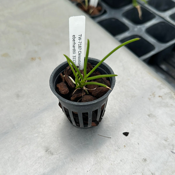 Cleisostomopsis eberhardtii