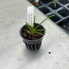 Cleisostomopsis eberhardtii