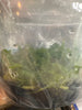 Flask C iricolor