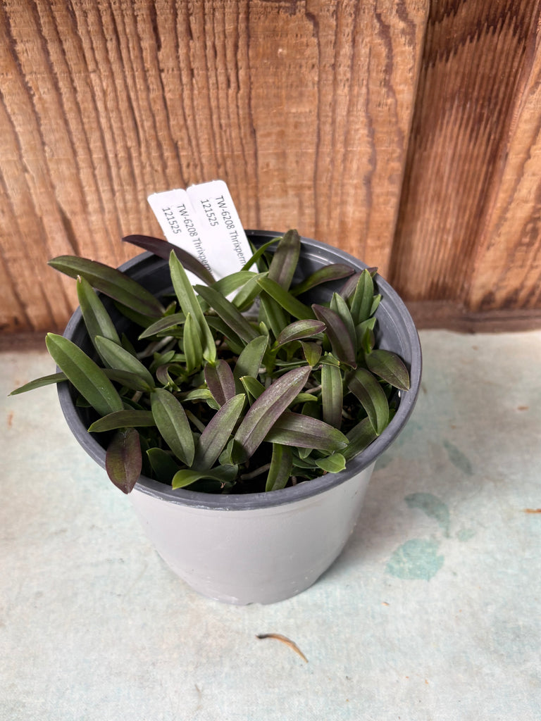 Compot — Thrixpermum centipeda