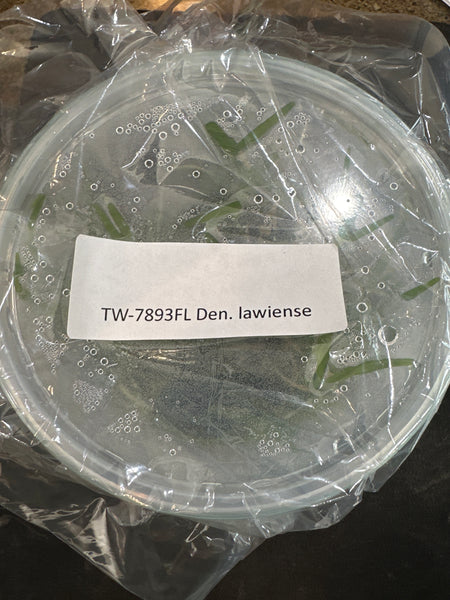 Flask Den lawiense