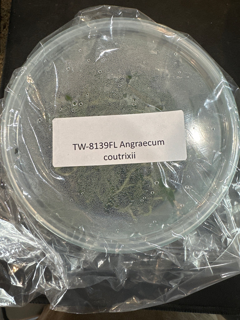 FLASK Angraecum coutrixii