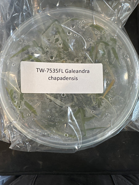 Flask Galeandra chapadensis