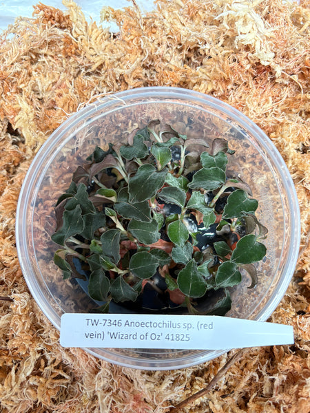 FLASK Anoectochilus sp. (red vein) 'Wizzard of Oz' JEWEL ORCHID