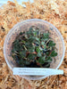 FLASK Anoectochilus sp. (red vein) 'Wizzard of Oz' JEWEL ORCHID