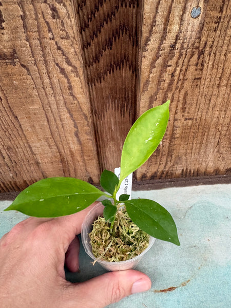 Hoya occultata (splash)