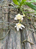 Thrixspermum saruwatarii