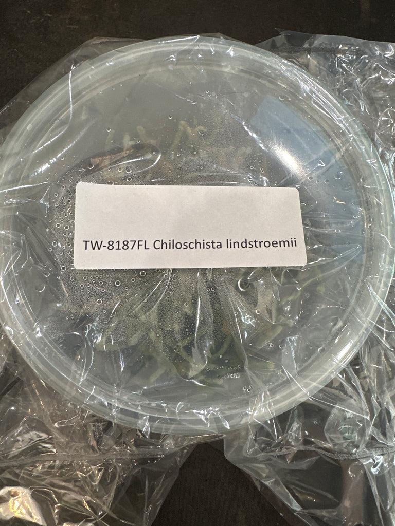 Flask Chiloschista lindstroemii