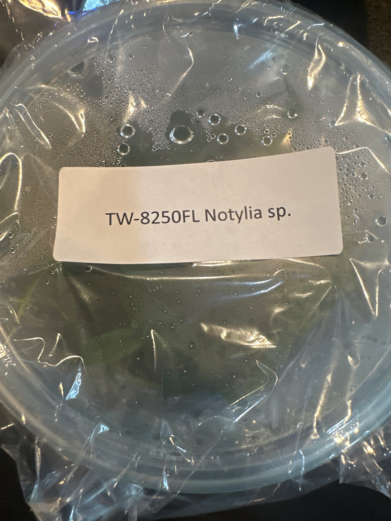 FLASK Notylia sp.