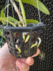 Ctt. Magic Bell ‘New Trick’