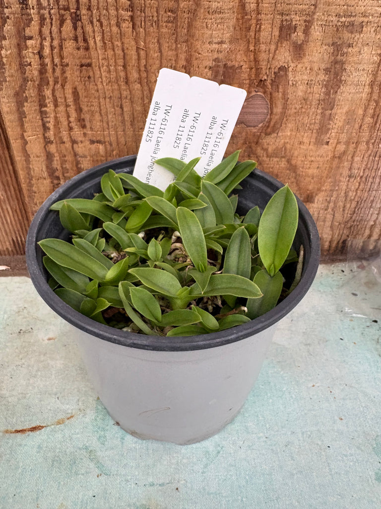 COMPOT Laelia jongheana fma. alba