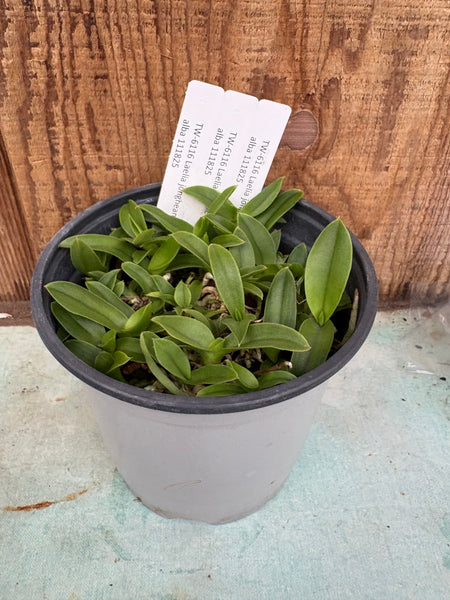COMPOT Laelia jongheana fma. alba