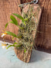 Encyclia polybulbon mounted