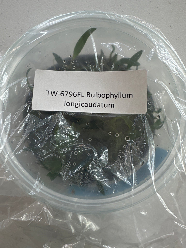 FLASK Bulbophyllum longicaudatum