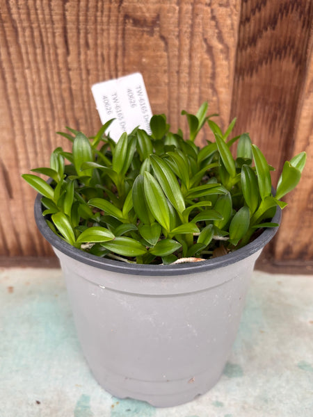 COMPOT Dendrobium  mirbelianum