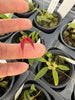 Bulbophyllum championii (red x yellow)