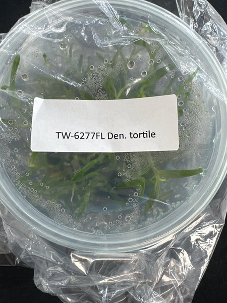 Flask Dendrobium tortile