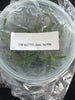 Flask Dendrobium tortile