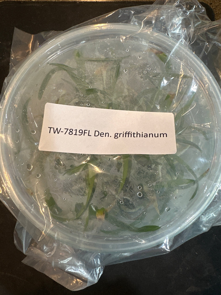 FLASK Den griffithianum