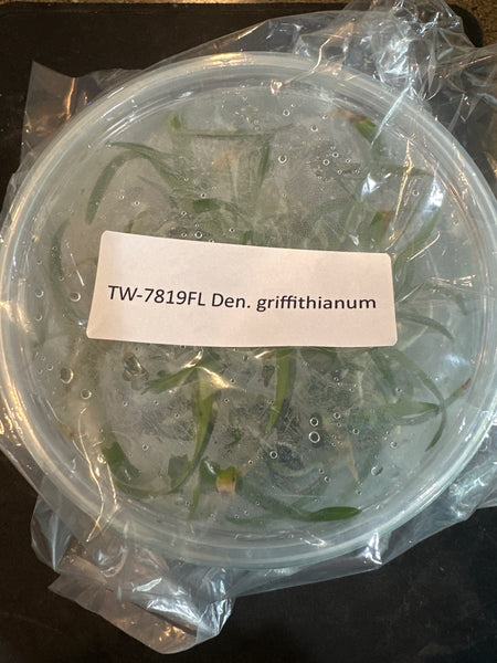 FLASK Den griffithianum