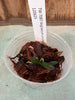 Angraecum urschianum