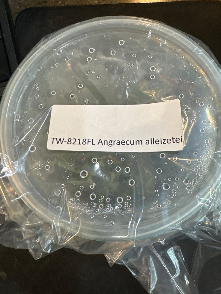 FLASK Angraecum alleizetei