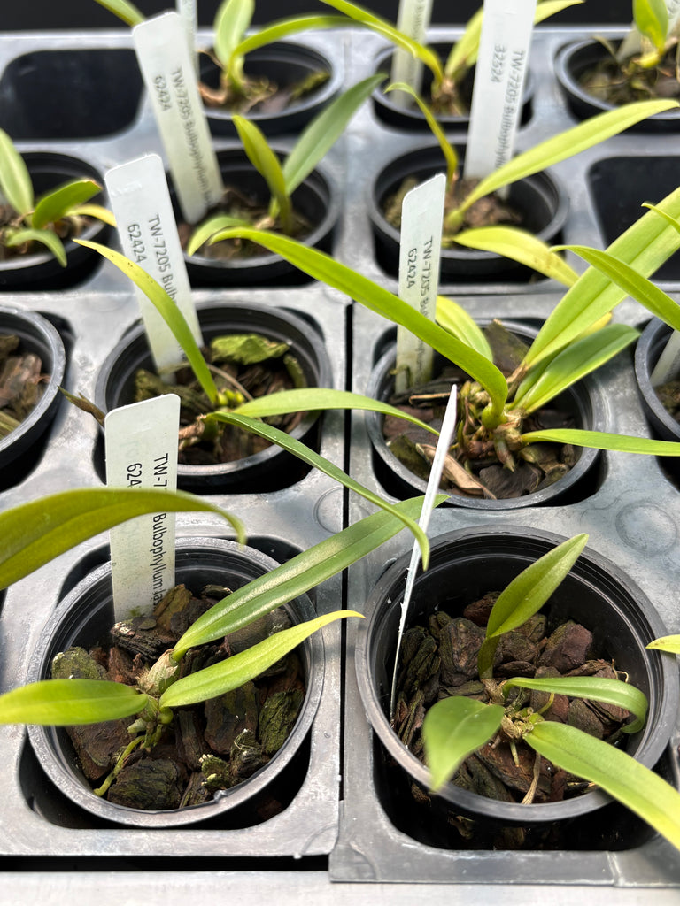 Bulbophyllum lasianthum