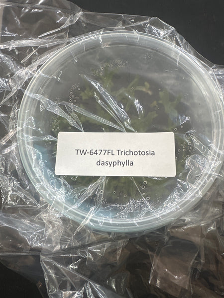 FLASK Trichotosia dasyphylla