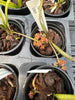 Robiquetia bambusara